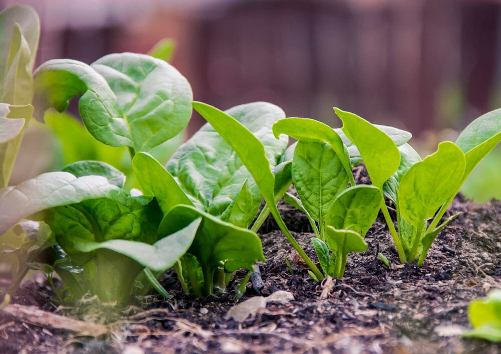 Home vegetable gardens with Shirley Community Trust